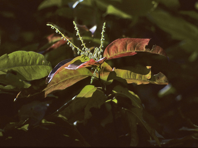 Oxydendrum arboreum (Sourwood) #23532