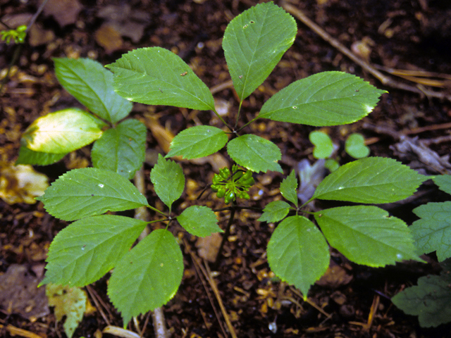 Panax quinquefolius (American ginseng) #23544