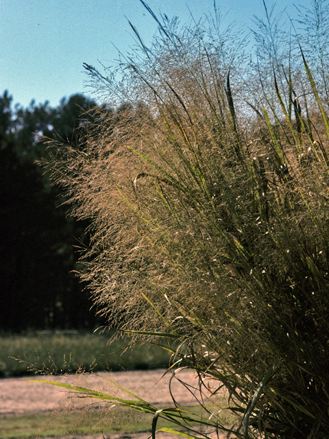 Panicum virgatum (Switchgrass) #23548