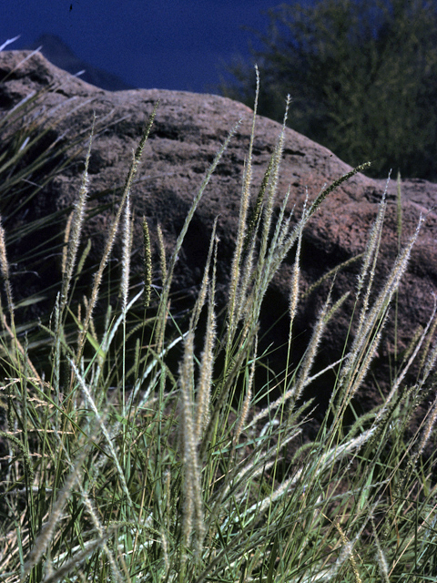 Pappophorum vaginatum (Whiplash pappusgrass) #23558