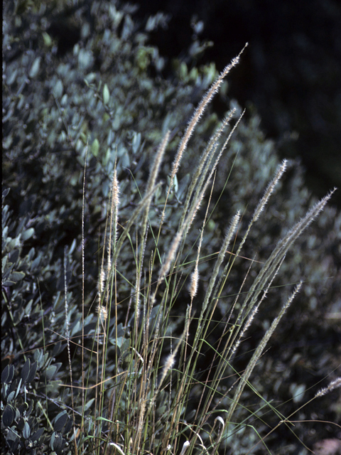 Pappophorum vaginatum (Whiplash pappusgrass) #23559