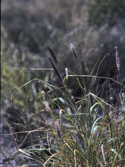 Pappophorum vaginatum (Whiplash pappusgrass) #23560