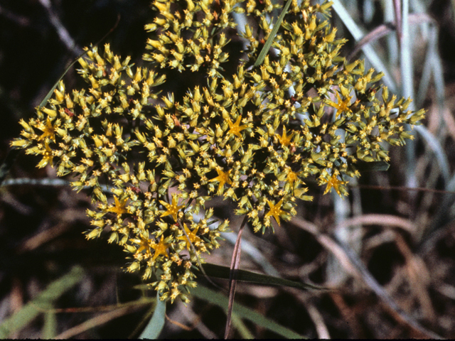 Paronychia virginica (Whitlow-wort) #23565