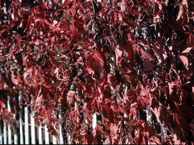 Parthenocissus quinquefolia (Virginia creeper) #23575