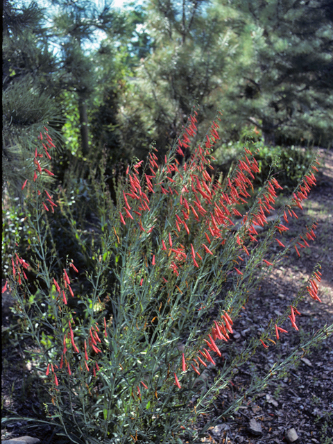 Penstemon barbatus (Scarlet bugler) #23617