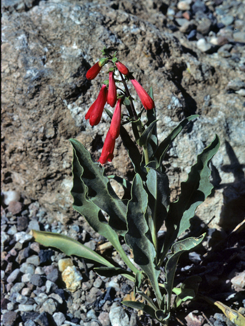 Penstemon barbatus (Scarlet bugler) #23621