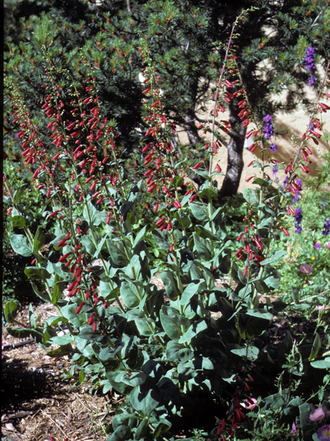 Penstemon cardinalis (Cardinal penstemon) #23624