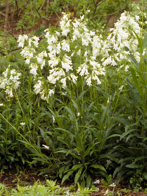 Penstemon digitalis (Mississippi penstemon) #23630