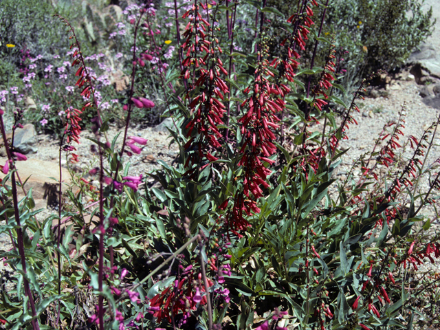 Penstemon eatonii (Firecracker penstemon) #23635