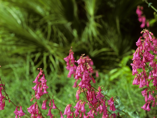 Penstemon pseudospectabilis (Desert penstemon) #23653