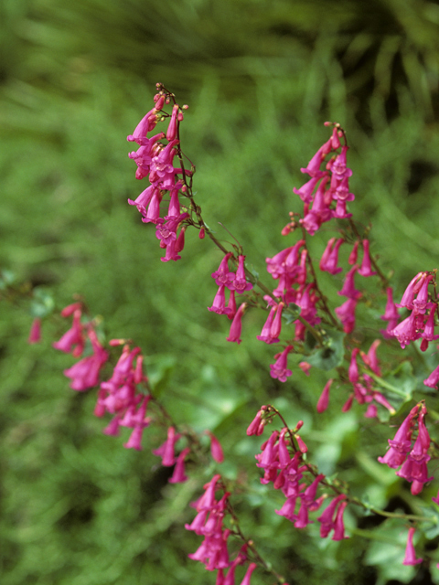 Penstemon pseudospectabilis (Desert penstemon) #23654