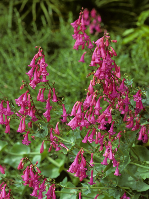 Penstemon pseudospectabilis (Desert penstemon) #23655