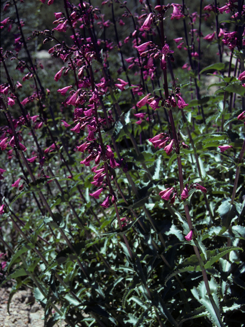 Penstemon pseudospectabilis (Desert penstemon) #23656