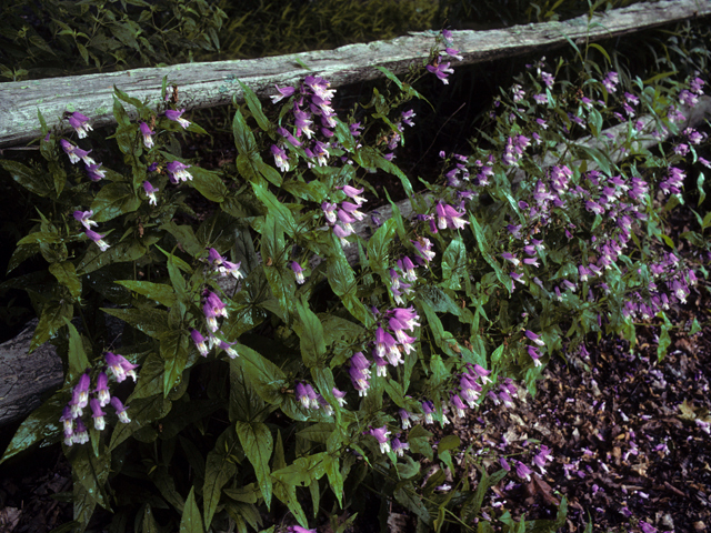 Penstemon smallii (Small's penstemon) #23658