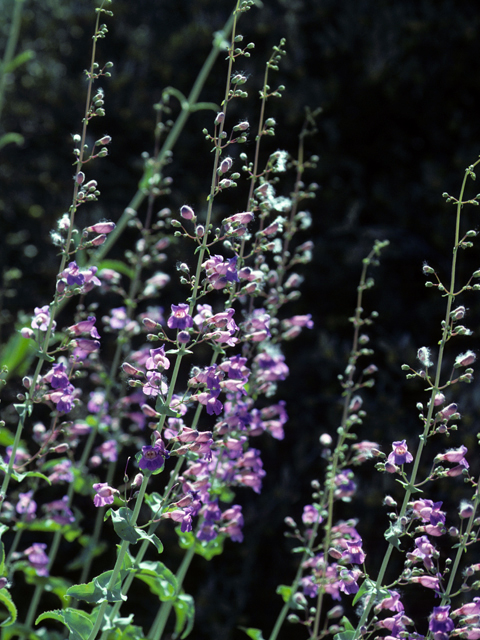 Penstemon spectabilis (Showy penstemon) #23660