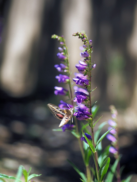 Penstemon strictus (Rocky mountain penstemon) #23662