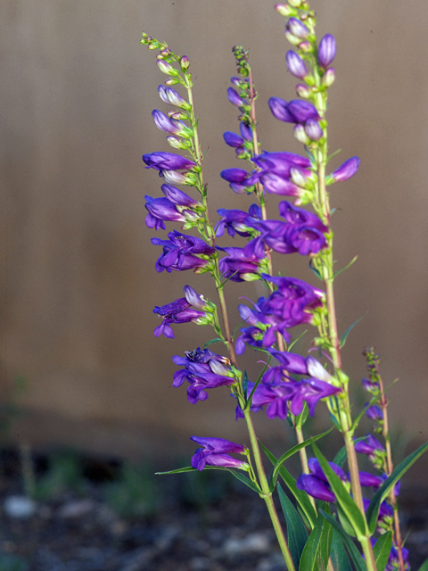 Penstemon strictus (Rocky mountain penstemon) #23663