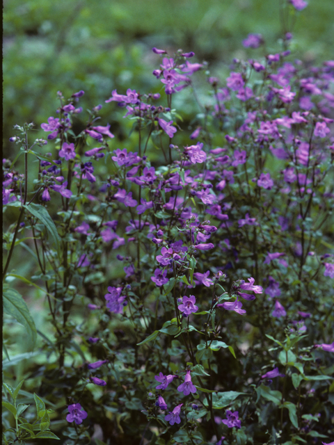 Penstemon tenuis (Brazos penstemon) #23667