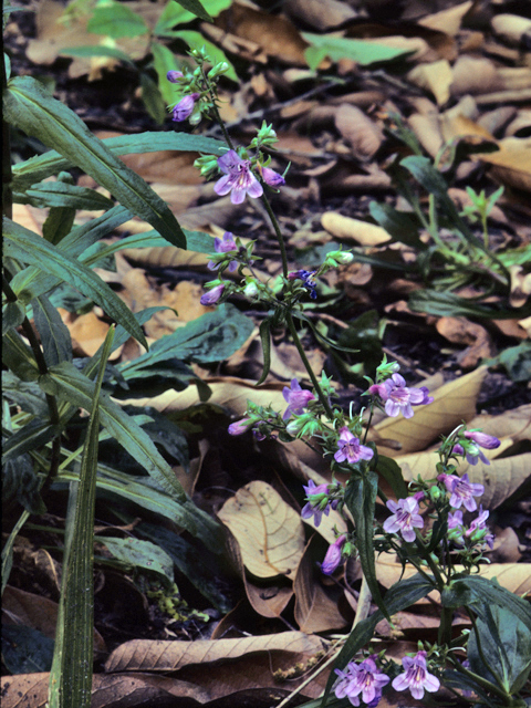 Penstemon tenuis (Brazos penstemon) #23670