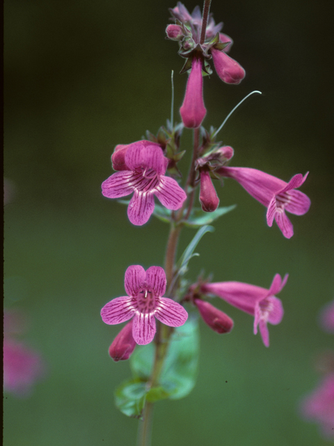 Penstemon triflorus (Hill country penstemon) #23673