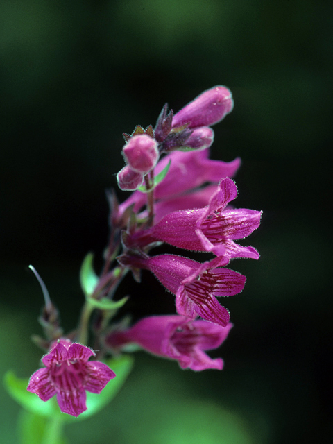 Penstemon triflorus (Hill country penstemon) #23675