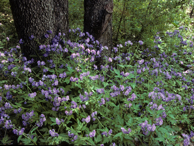 Phacelia bipinnatifida (Fernleaf phacelia) #23702