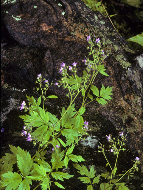 Phacelia bipinnatifida (Fernleaf phacelia) #23703