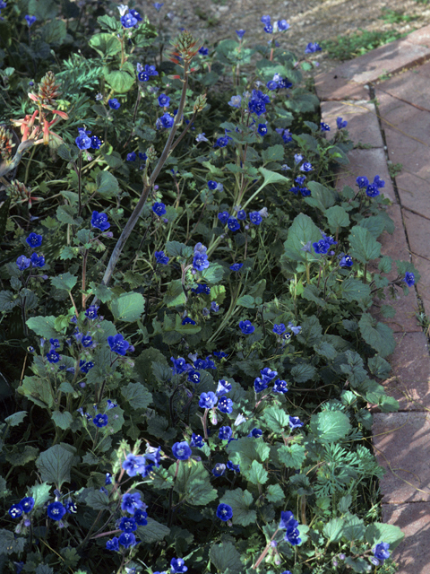 Phacelia campanularia (Desert bells) #23705