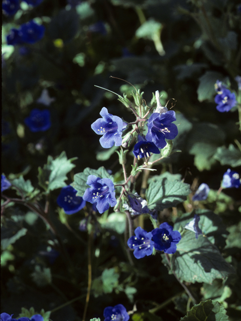 Phacelia campanularia (Desert bells) #23706