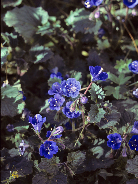 Phacelia campanularia (Desert bells) #23708