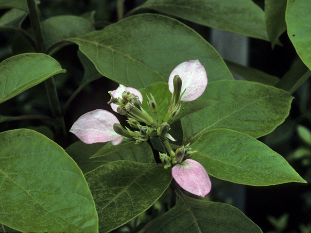 Pinckneya bracteata (Fevertree) #23776