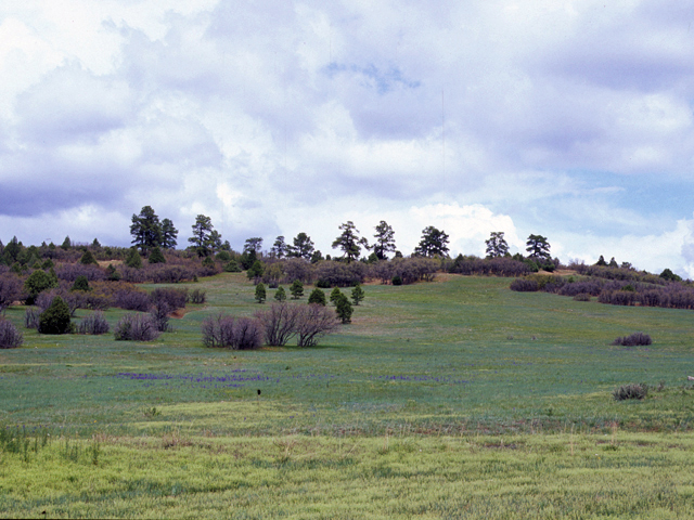 Pinus ponderosa (Ponderosa pine) #23804