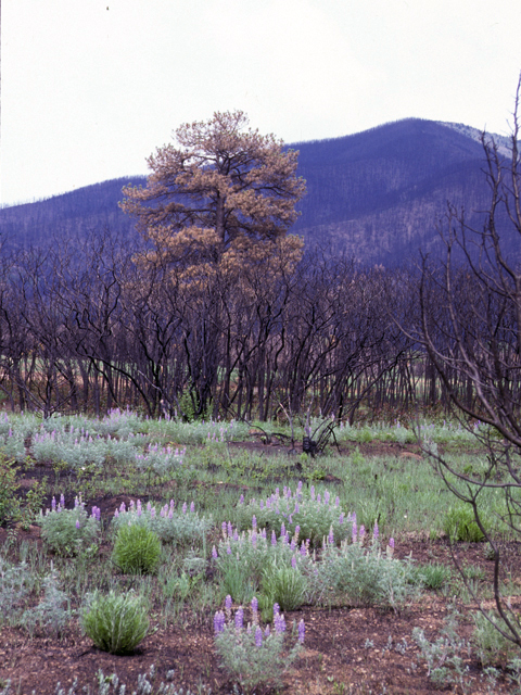 Pinus ponderosa (Ponderosa pine) #23807