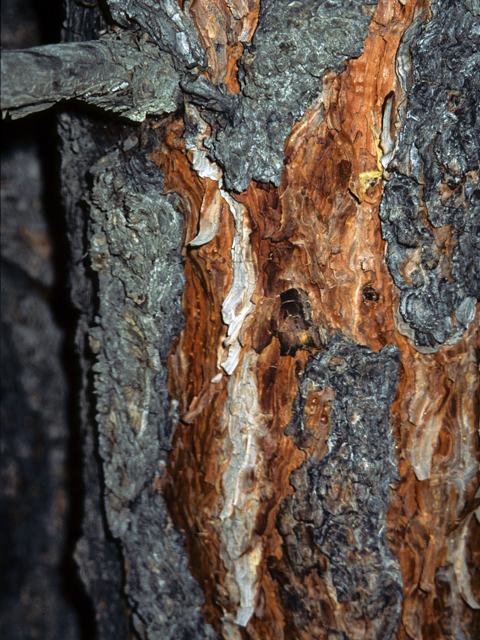 Pinus ponderosa (Ponderosa pine) #23812