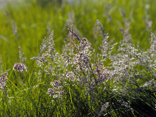 Poa arachnifera (Texas bluegrass) #23842