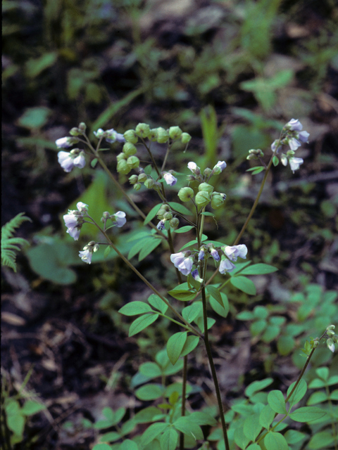 Polemonium reptans (Greek valerian) #23860