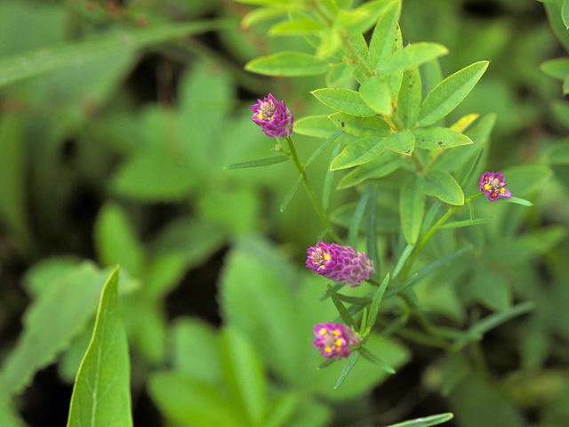 Polygala sanguinea (Purple milkwort) #23862