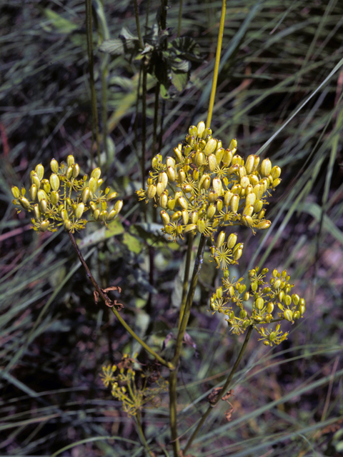 Polytaenia nuttallii (Nuttall's prairie parsley) #23869