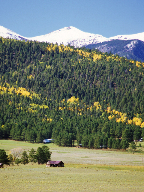 Populus tremuloides (Quaking aspen) #23888