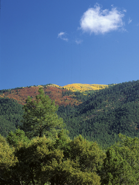 Populus tremuloides (Quaking aspen) #23889