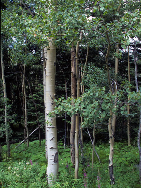 Populus tremuloides (Quaking aspen) #23892