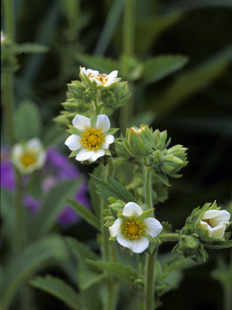 Potentilla arguta (Tall cinquefoil) #23897