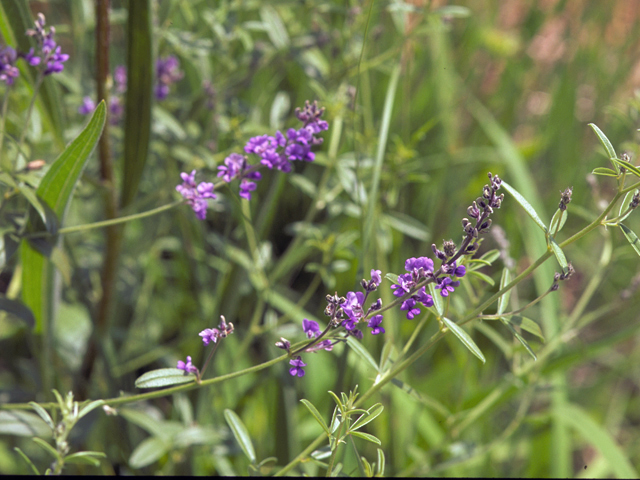 Psoralidium tenuiflorum (Slimflower scurfpea) #23976