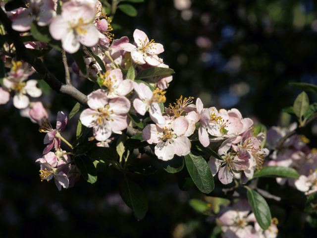 Malus ioensis var. texana (Texas crabapple) #24012