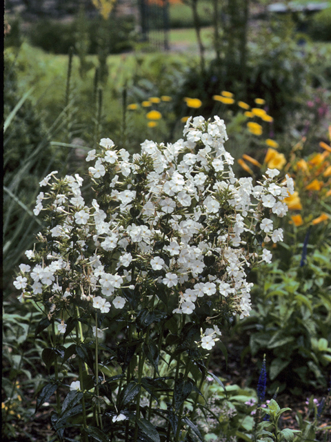 Phlox carolina (Carolina phlox) #24013