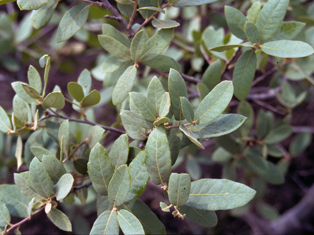 Quercus laceyi (Lacey oak) #24053