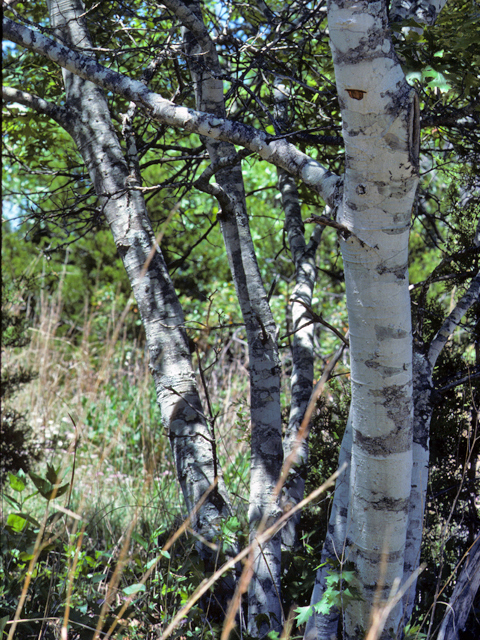 Quercus buckleyi (Texas red oak) #24115