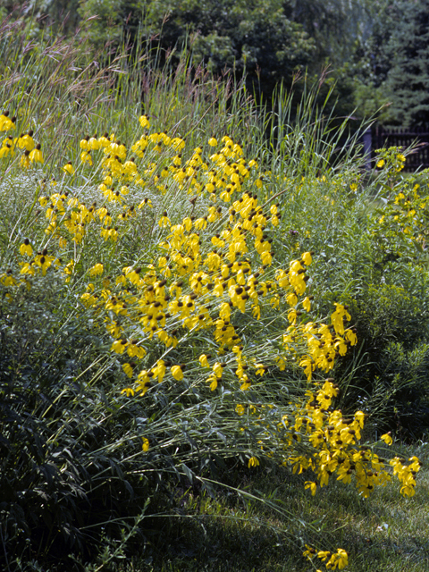 Ratibida pinnata (Grayhead coneflower) #24152