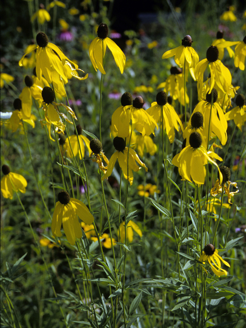 Ratibida pinnata (Grayhead coneflower) #24154