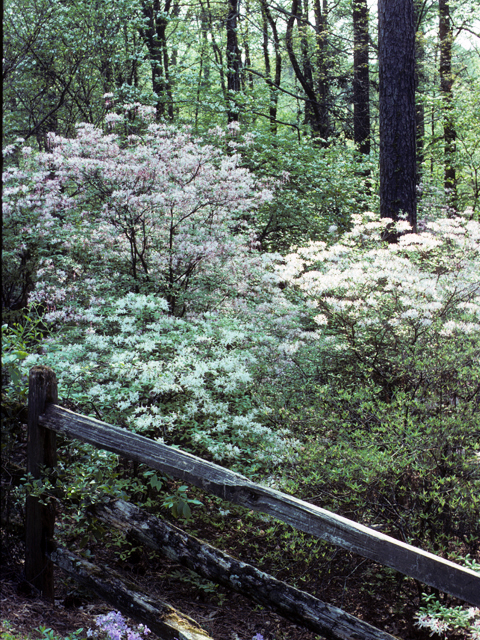 Rhododendron canescens (Mountain azalea) #24177